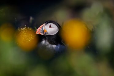 puffin-with-flowers-6