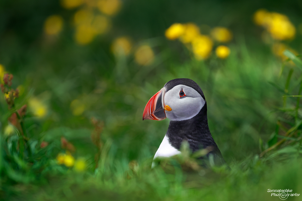 puffin-with-flowers-7
