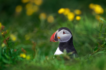 puffin-with-flowers-7