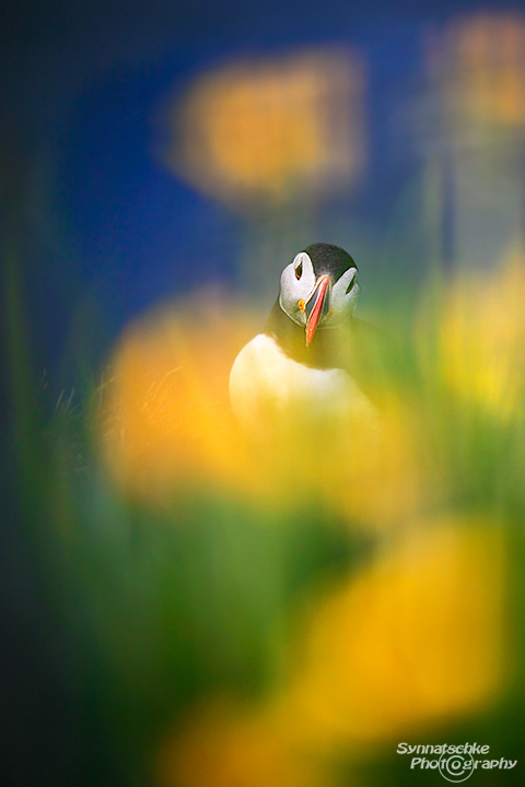 Puffins tru Flowers
