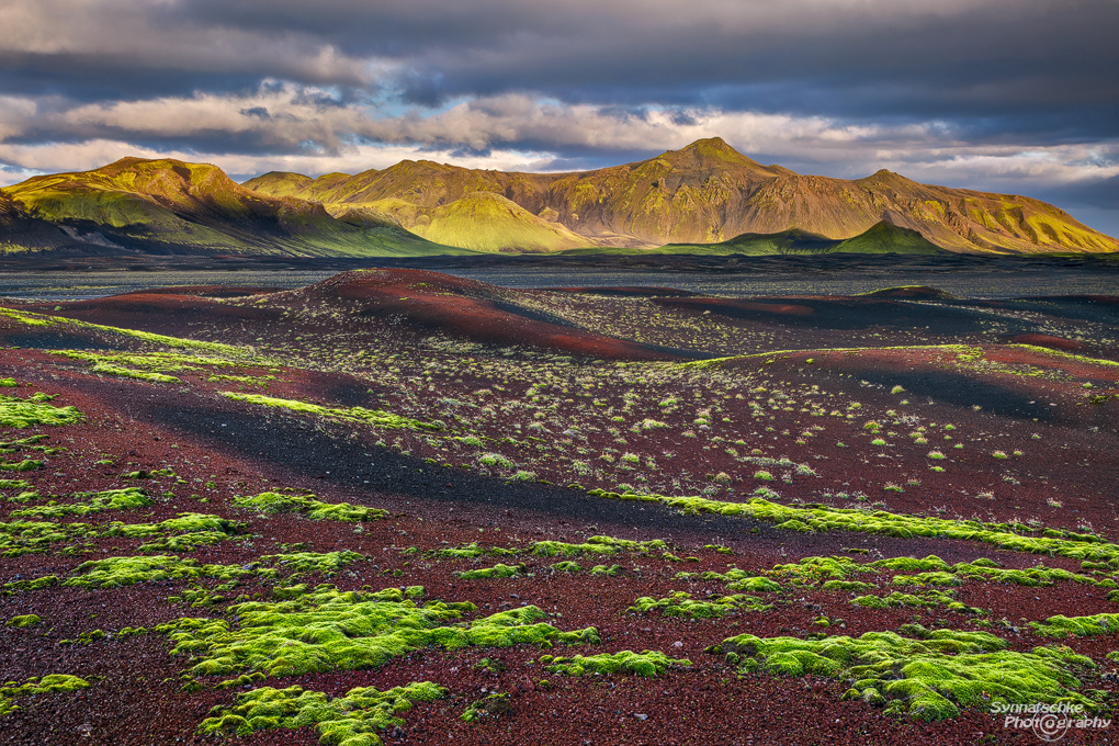 Green moss at sunset in the Icelandic Highlands
