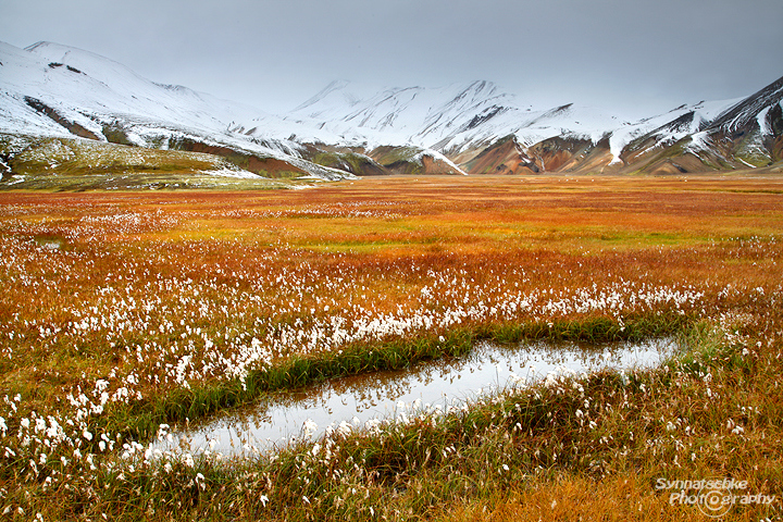 Landmannalaugar Cotton Grass 