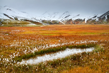 Landmannalaugar Cotton Grass 