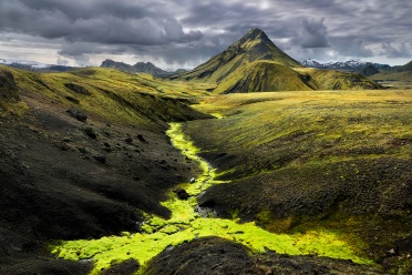 Neon green and yellow moss in the Icelandic Highlands