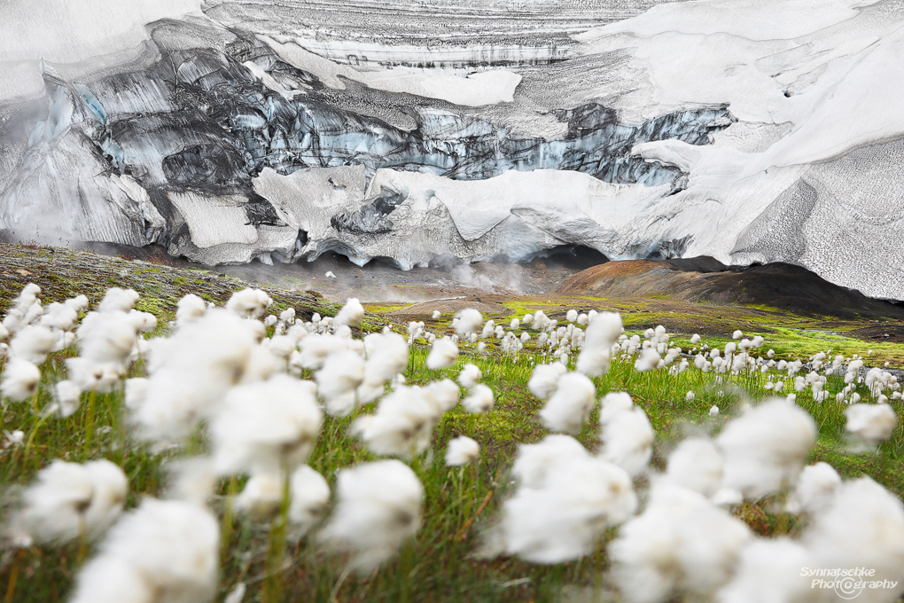 cottongrass