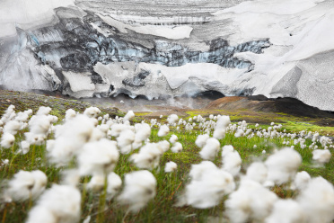cottongrass