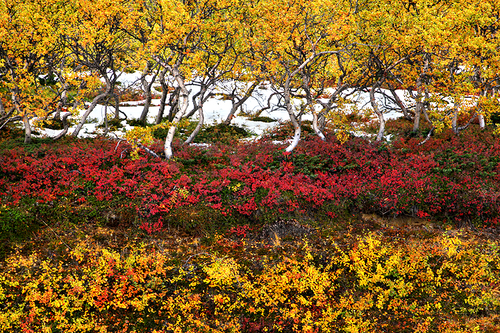 Birches and Berries