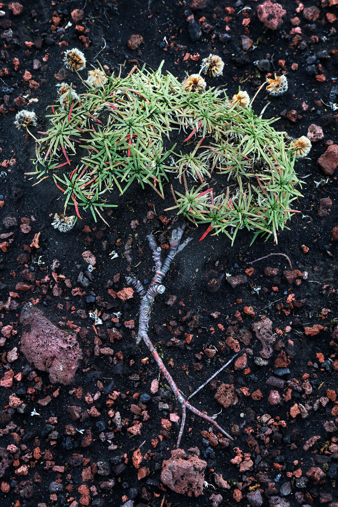 Little Tree