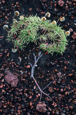 Little Tree