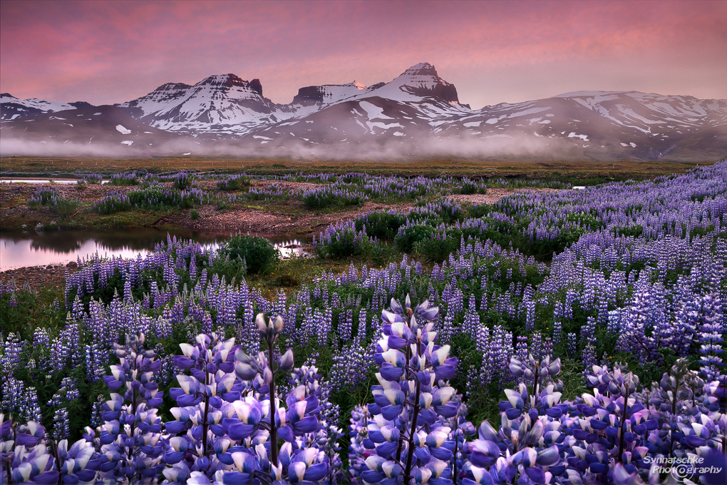 eastfjords-lupines-1