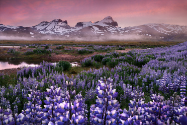 eastfjords-lupines-1
