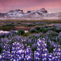 eastfjords-lupines-1