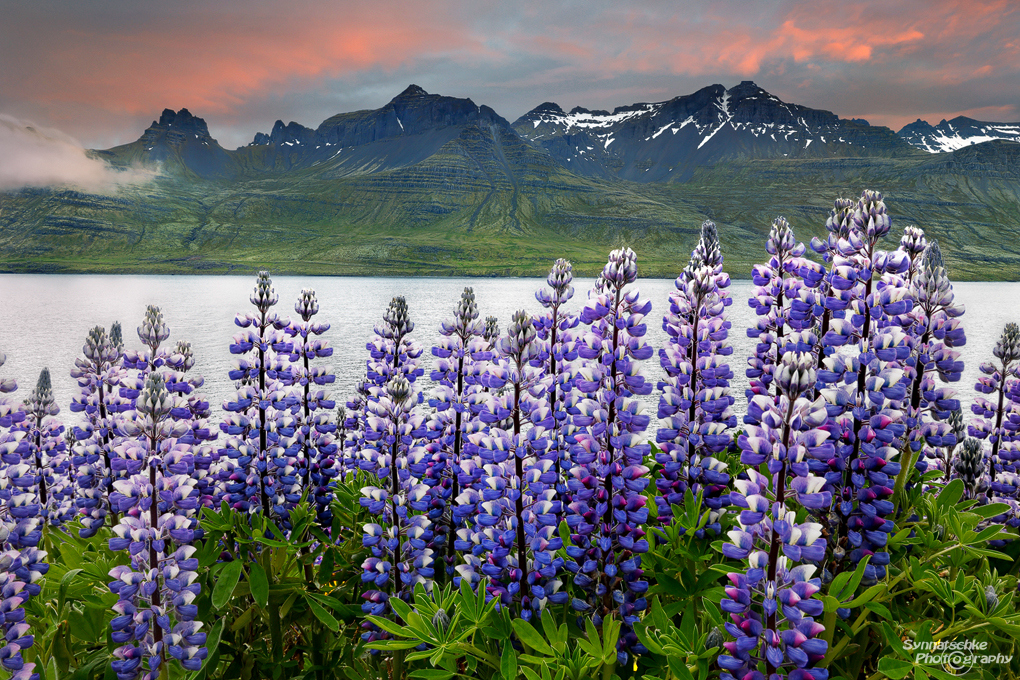 eastfjords-lupines-2