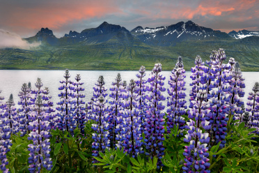 eastfjords-lupines-2