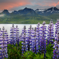 eastfjords-lupines-2