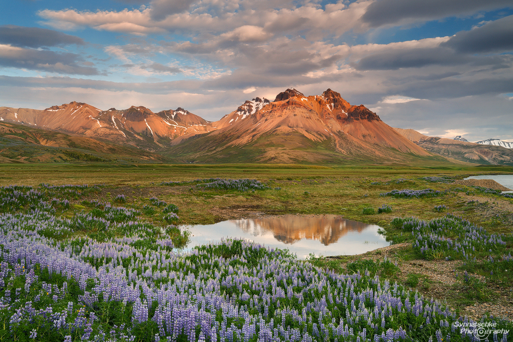 eastfjords-lupines-3