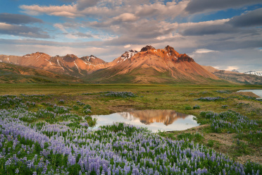 eastfjords-lupines-3