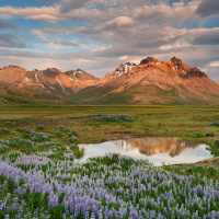 eastfjords-lupines-3