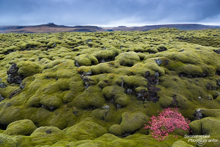 Eldhraun Foliage