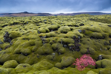 Eldhraun Foliage