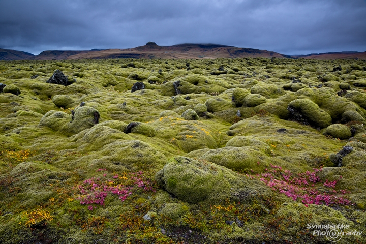 Eldhraun Pink Leaves
