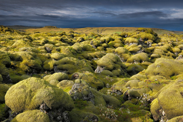 Eldhraun - moss covered lava stones