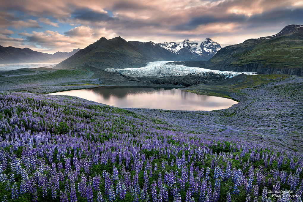 Lupines in full bloom near a glacier