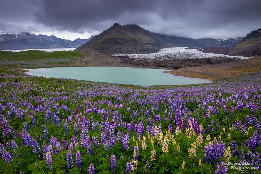 Lupines Carpet