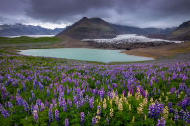 Lupines Carpet