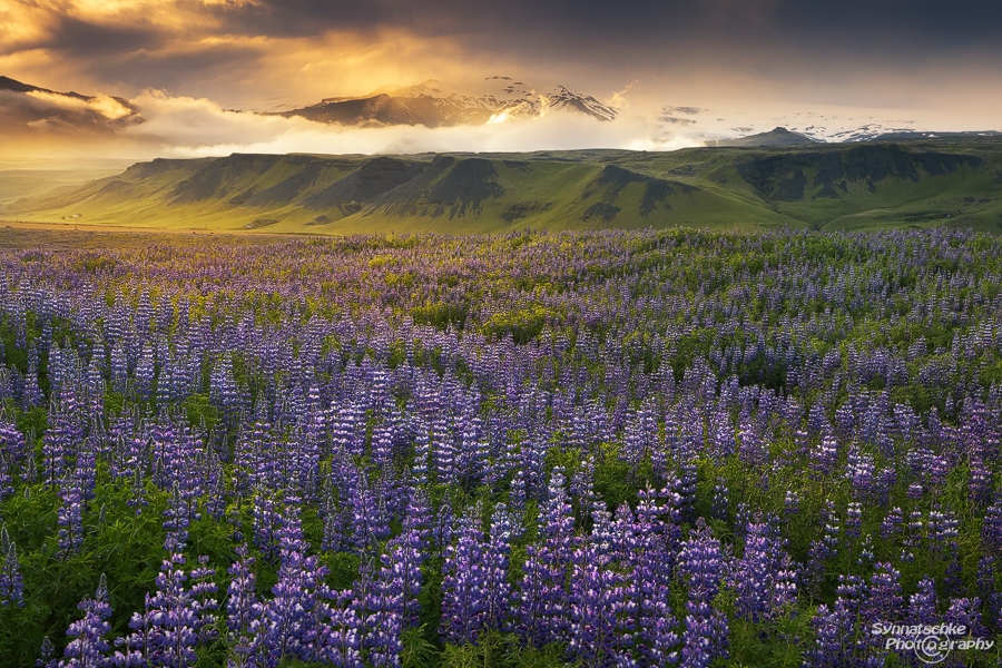 Lupines Field