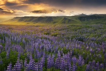 Lupines Field