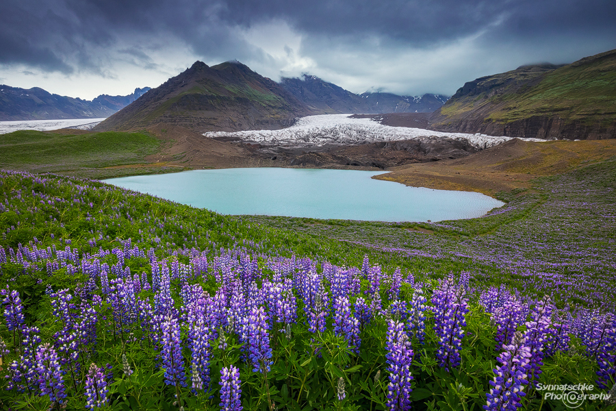 Lupines at a Glacial Lake