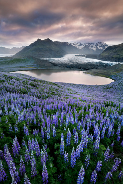Lupines and Glacier