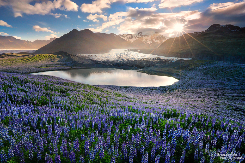 Lupines near a glacier in Southern Iceland