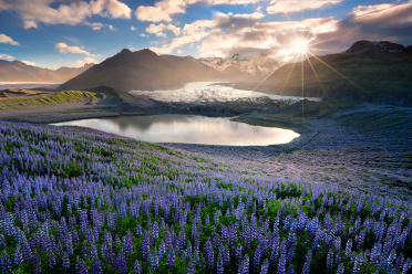 Lupines near a glacier in Southern Iceland
