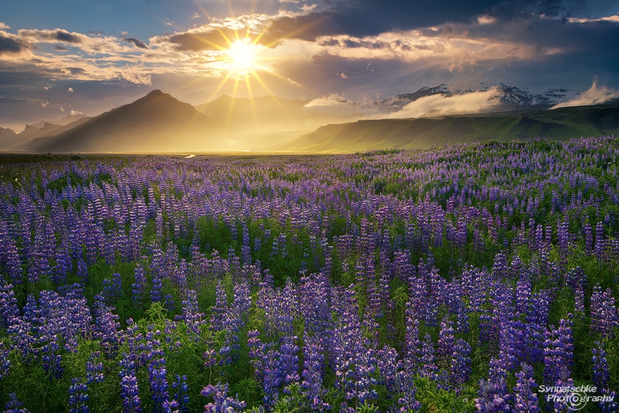 Lupines at sunset