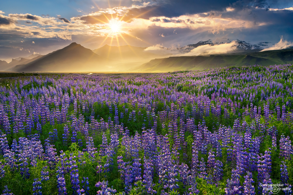 Lupines at sunset