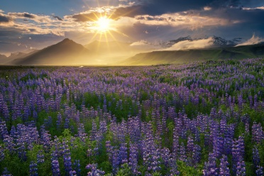 Lupines at sunset