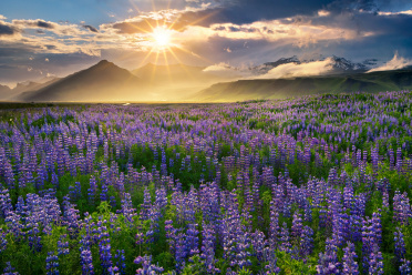 Lupines at sunset