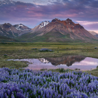 Rhyolite mountains with lupines