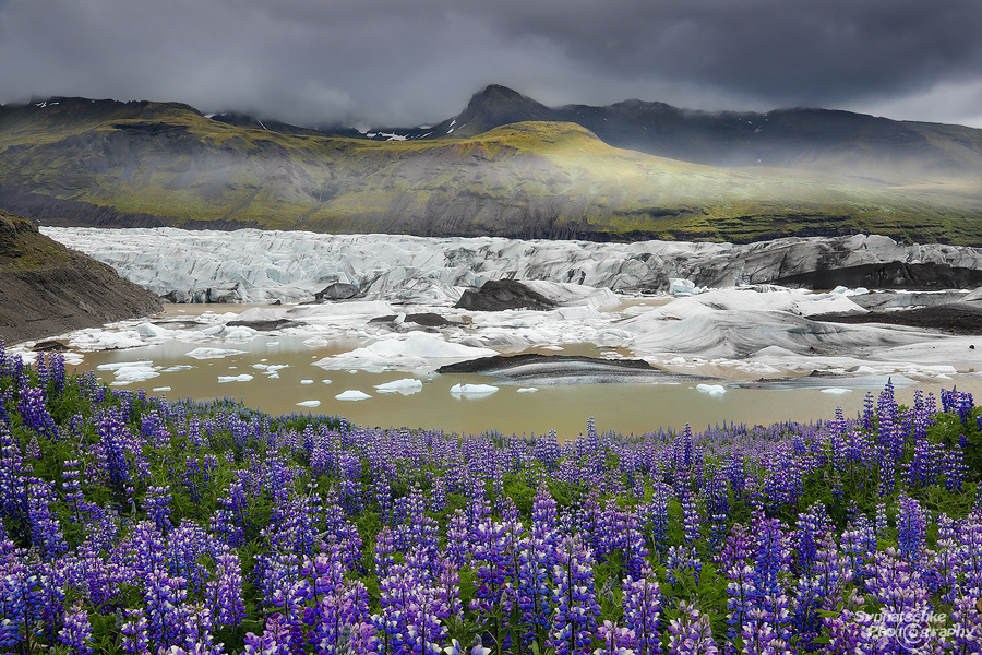 Lupines blooming at Svínafellsjökull