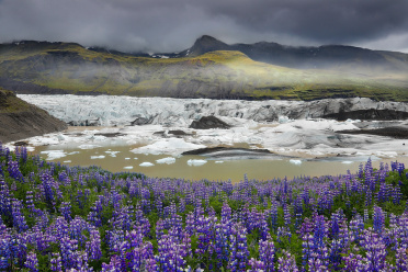 Lupines blooming at Svínafellsjökull