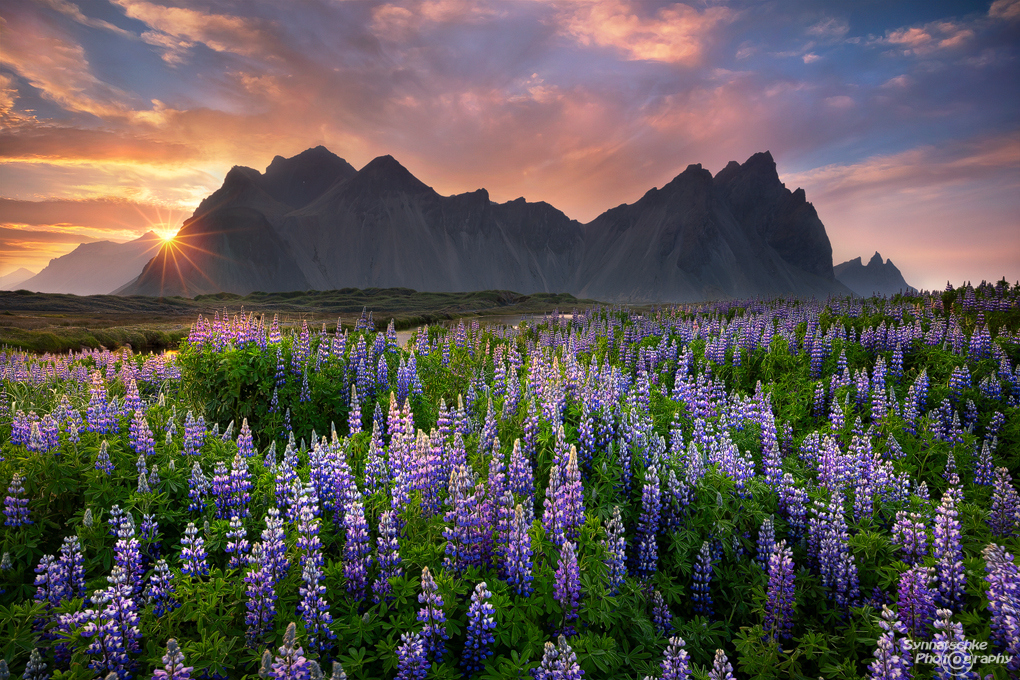 Vestrahorn mountains with lupines