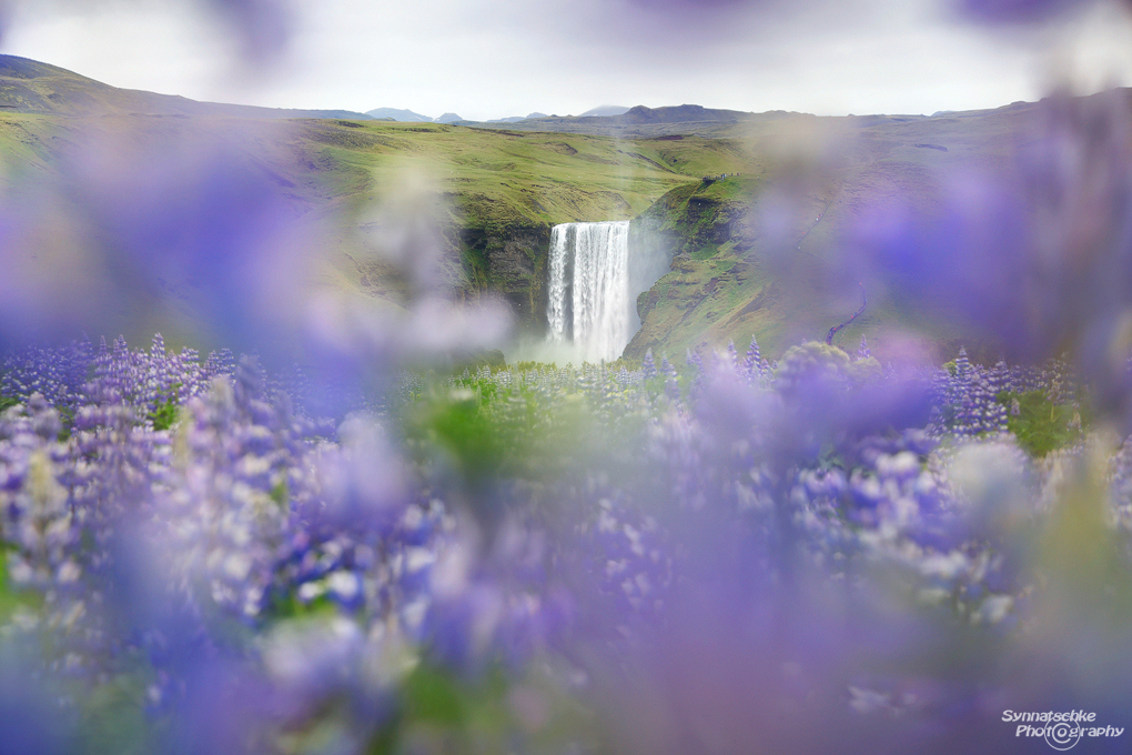 skogafoss-through-lupines-1