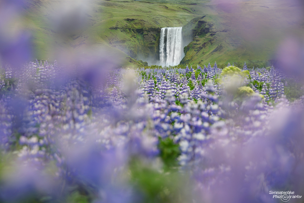 skogafoss-through-lupines-2