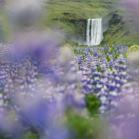 skogafoss-through-lupines-2