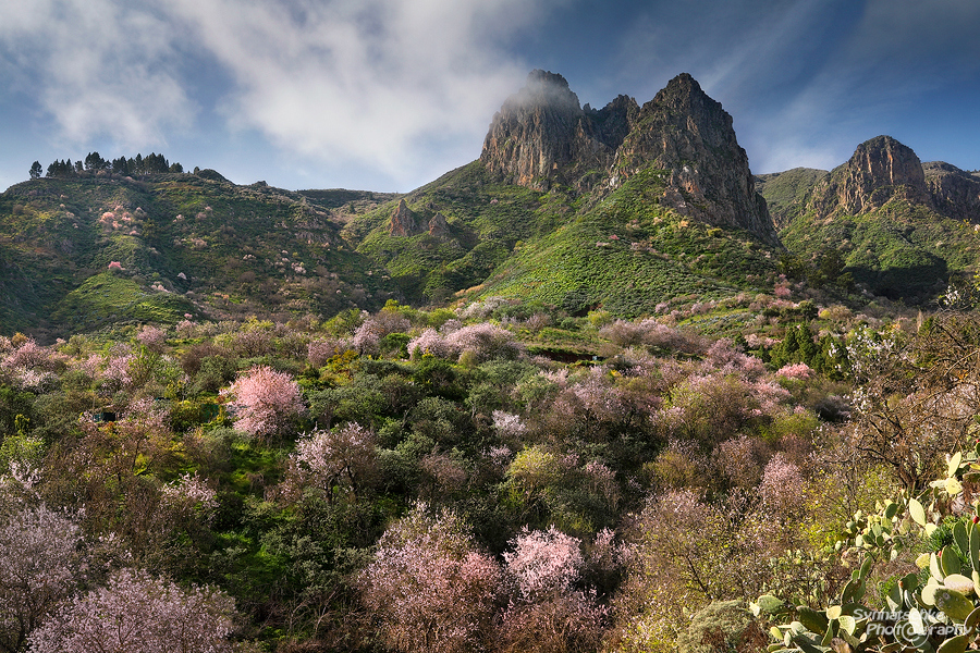 Almond trees blooming