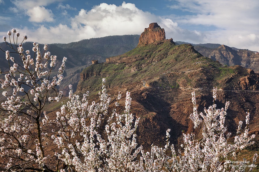 Blooming Almond Trees