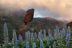 Tajinastes Azul with Hoodoo