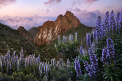 Tajinaste Azul in the mountains after sunset